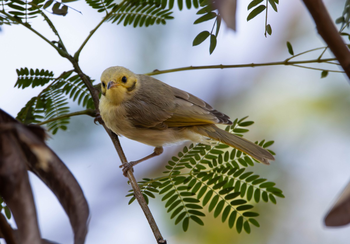 Méliphage flavescent - ML644982498