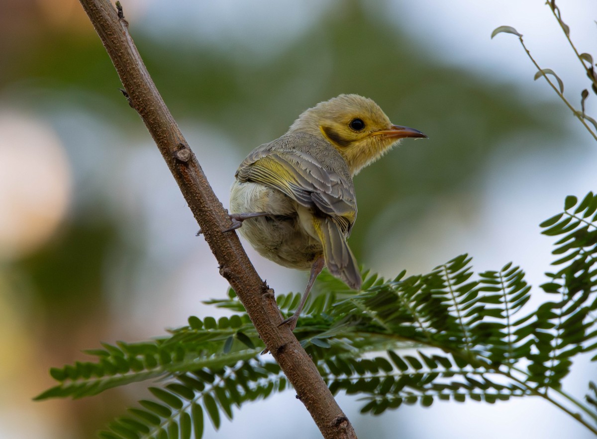 Méliphage fascié - ML644982499