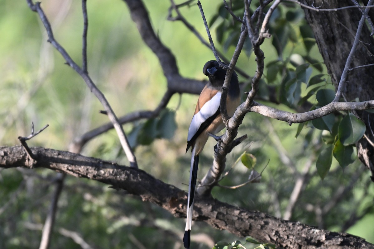 Témia vagabonde - ML644982500