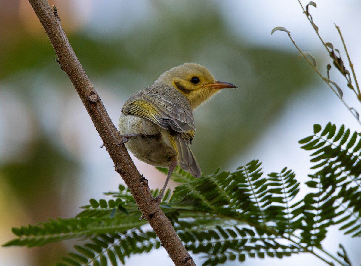 Méliphage flavescent - ML644982502