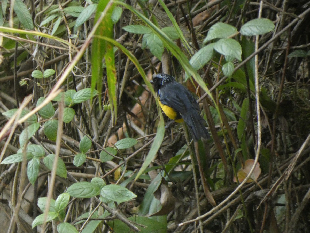 Tangara à poitrine fauve - ML644982503