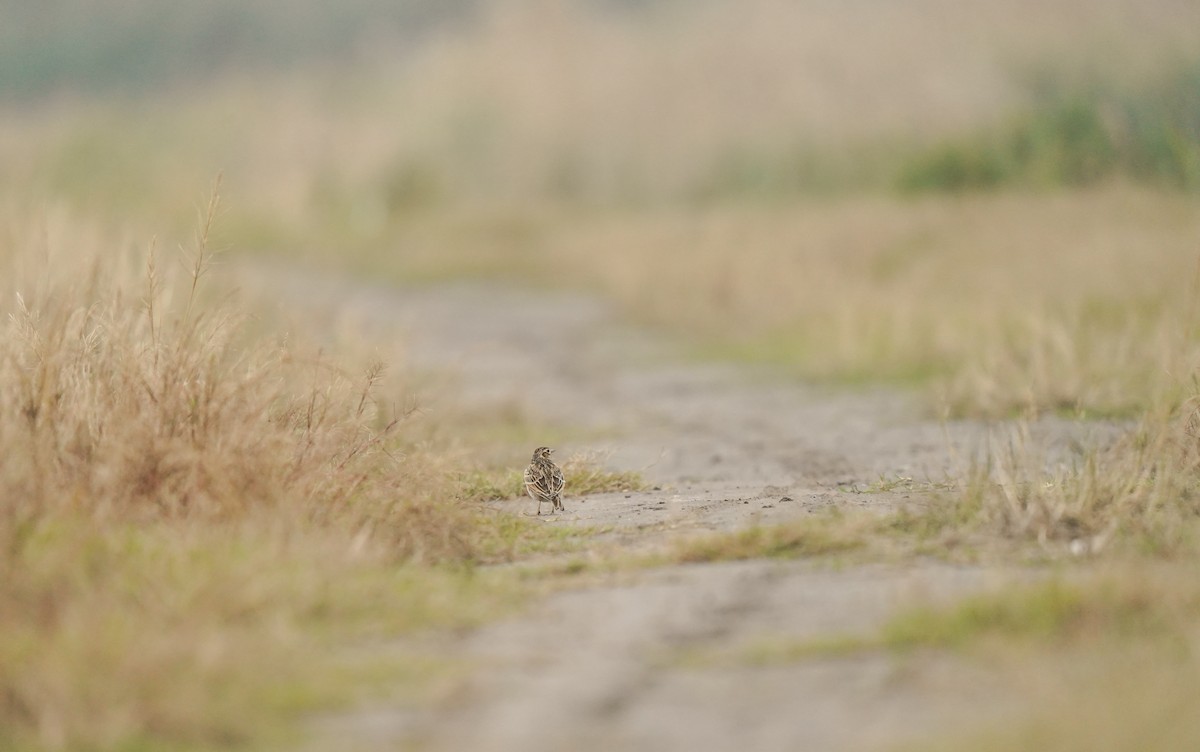 Oriental Skylark - ML644982504