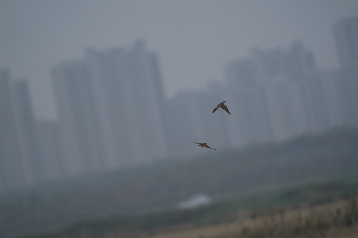 Oriental Skylark - ML644982505