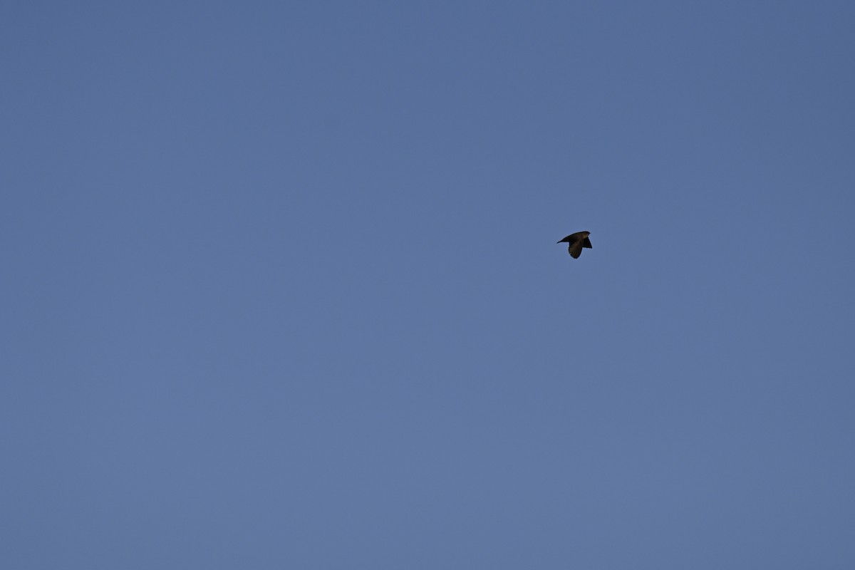 Hirondelle concolore - ML644982507