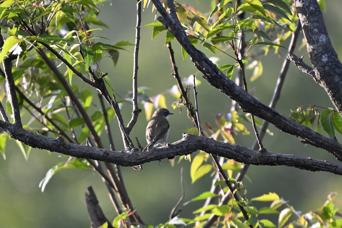 Fauvette babillarde - ML644982510