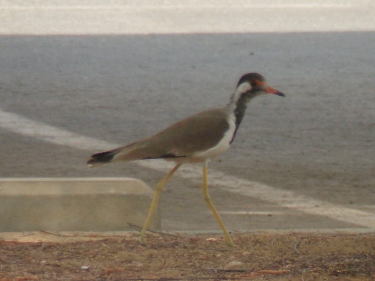 Vanneau indien - ML644982511