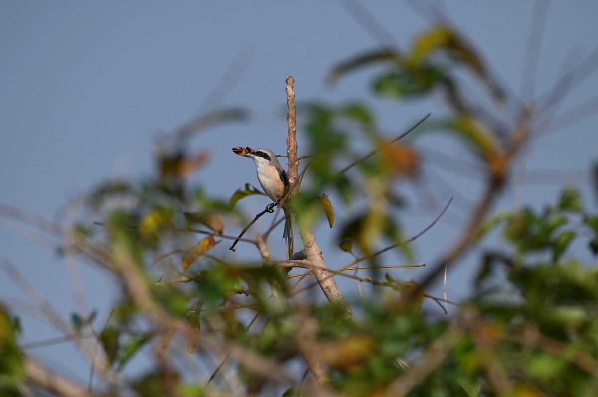 Pie-grièche schach - ML644982512