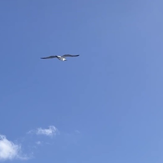 Masked Booby - ML644982537