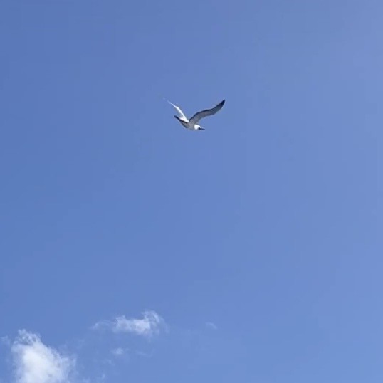 Masked Booby - ML644982538