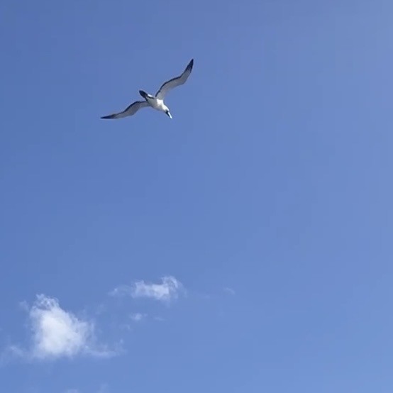 Masked Booby - ML644982539