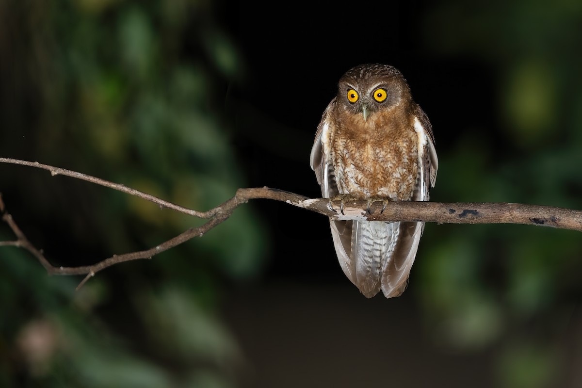 Least Boobook - ML644982542