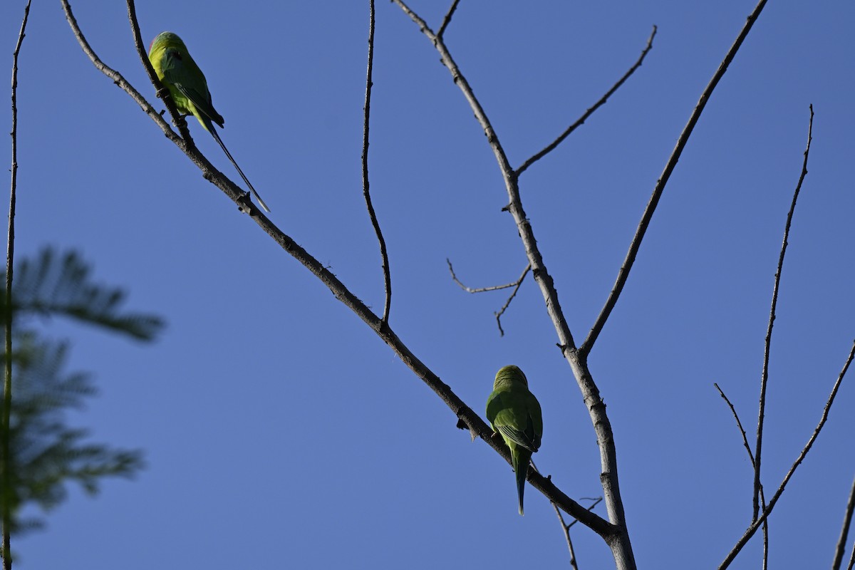 Plum-headed Parakeet - ML644982549