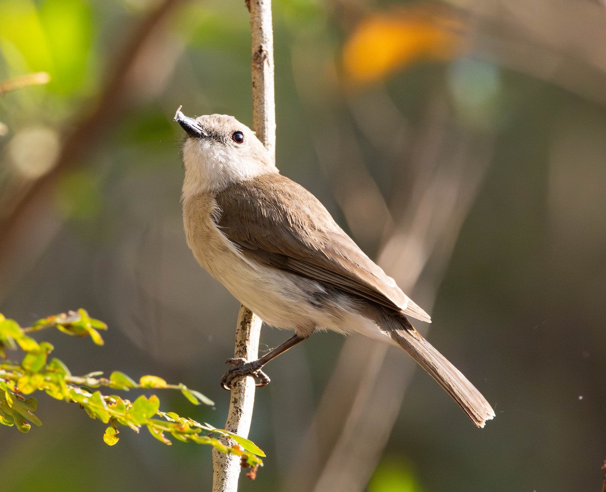 Gray Whistler - ML644982550