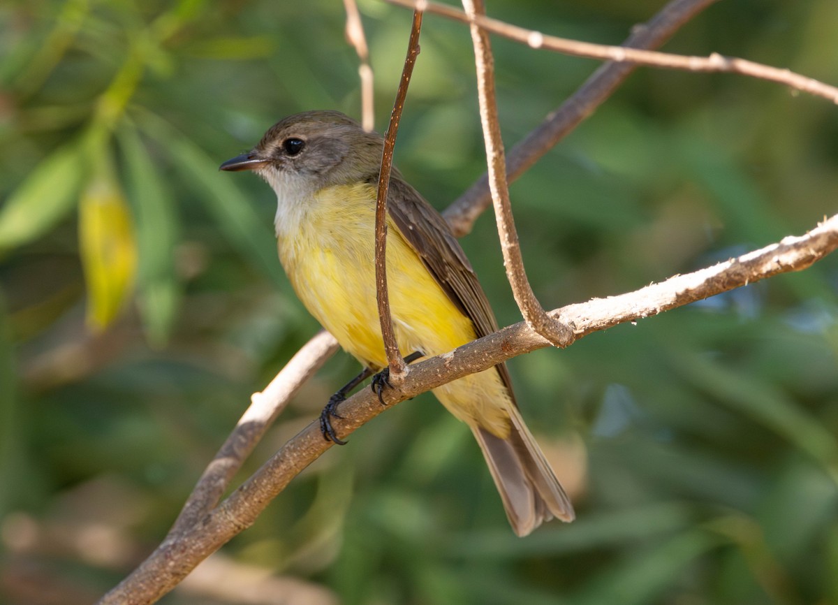 Lemon-bellied Flyrobin (Lemon-bellied) - ML644982555