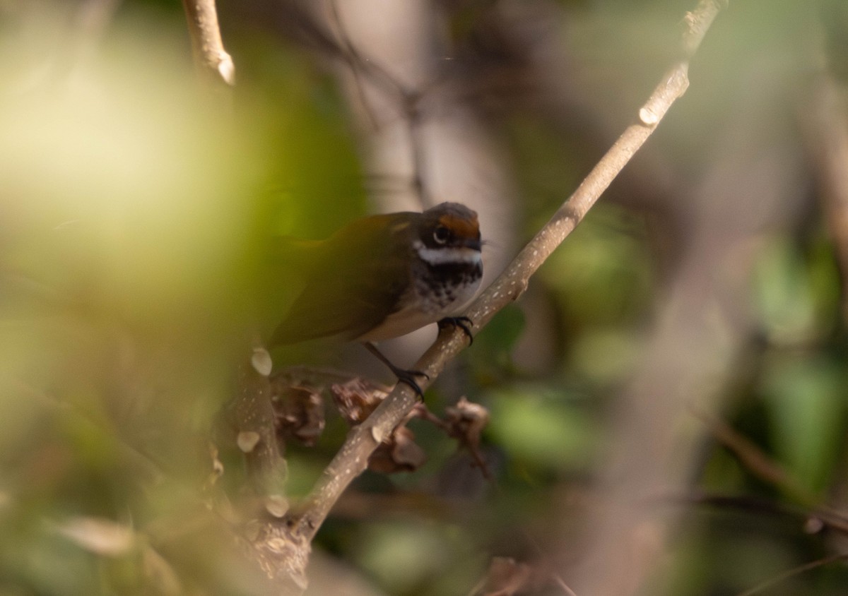 Arafura Fantail - ML644982585