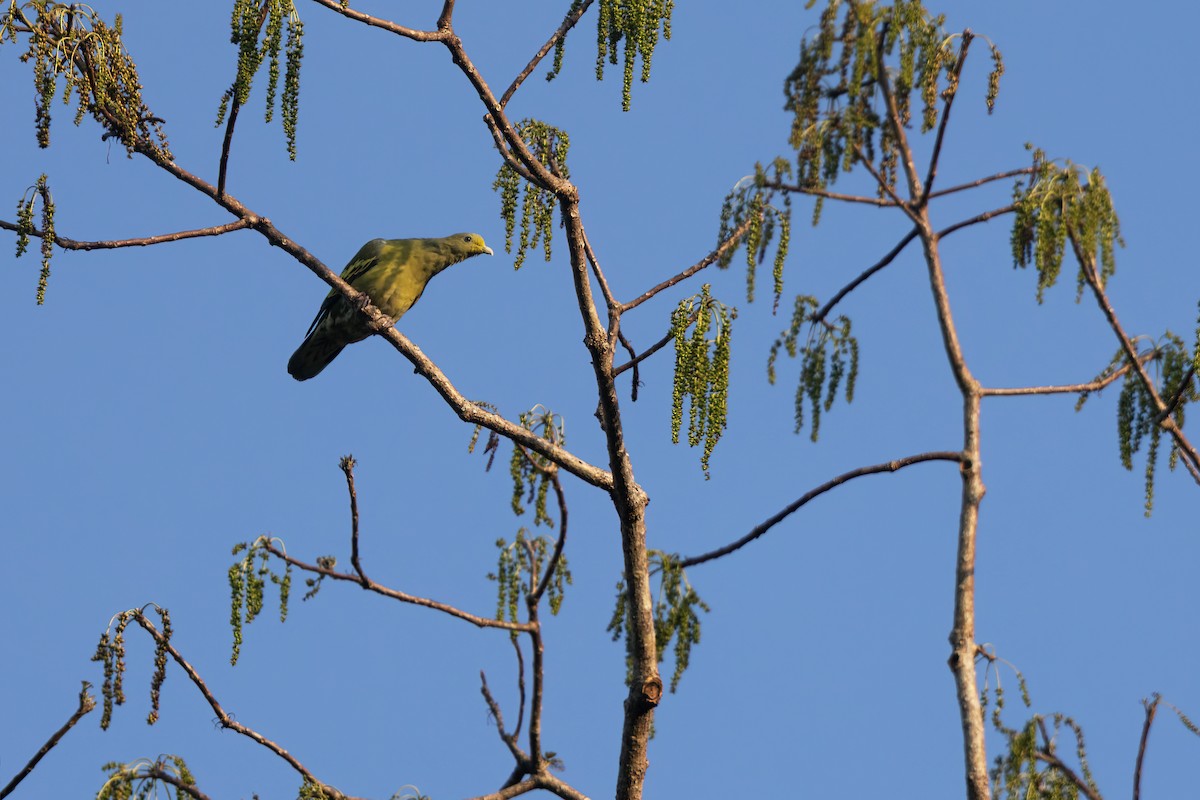 Sumba Green-Pigeon - ML644982594