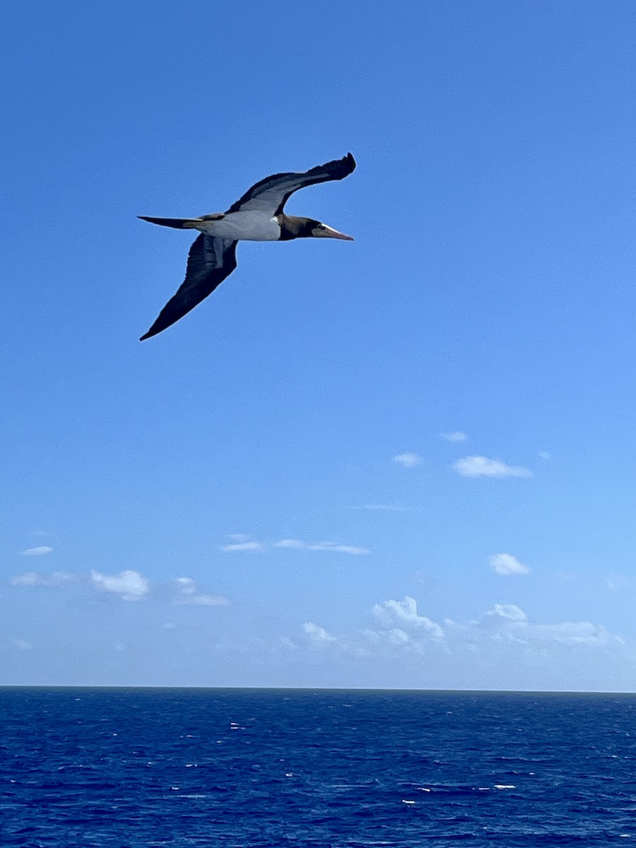 Brown Booby - ML644982599