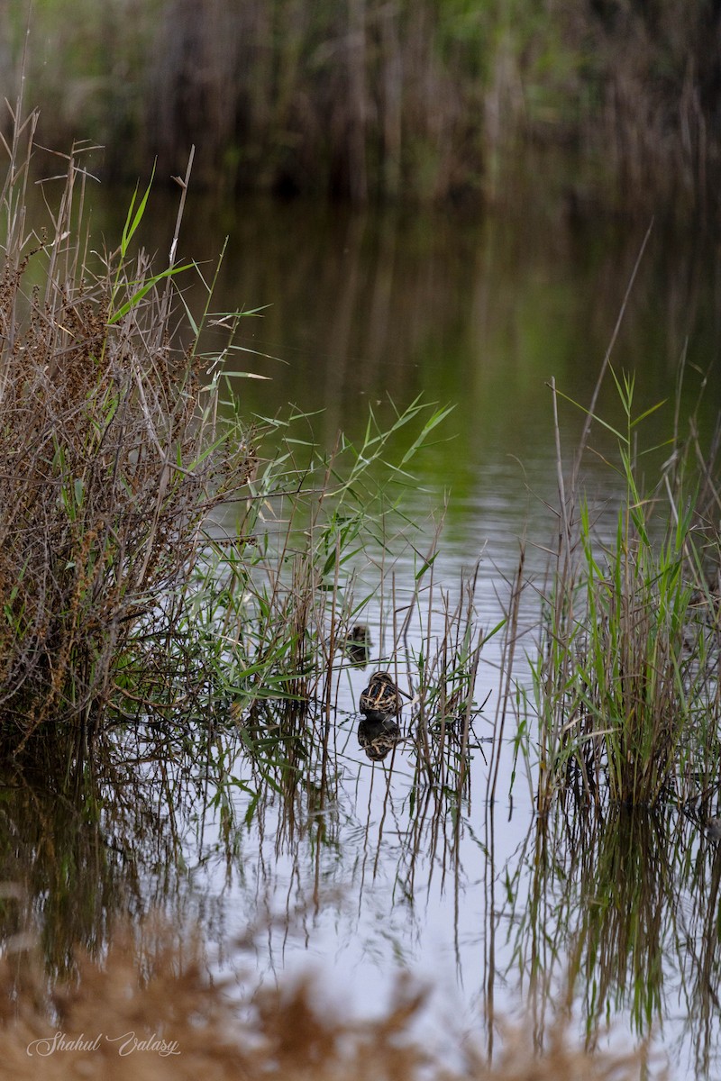 Jack Snipe - ML644982615