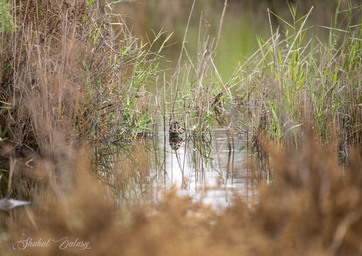 Jack Snipe - ML644982616