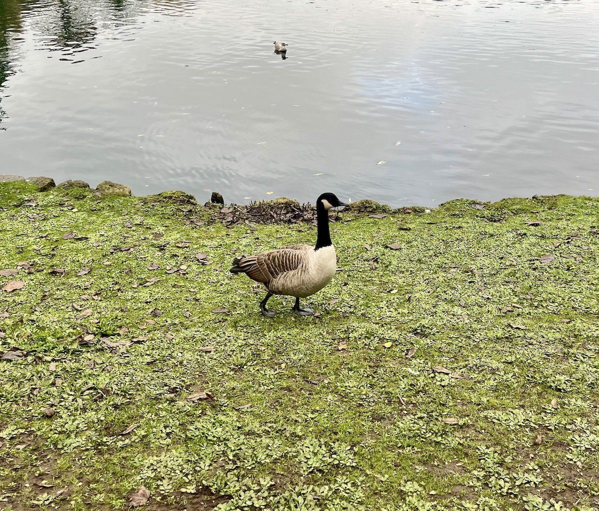 Barnacla Canadiense Grande - ML644982620