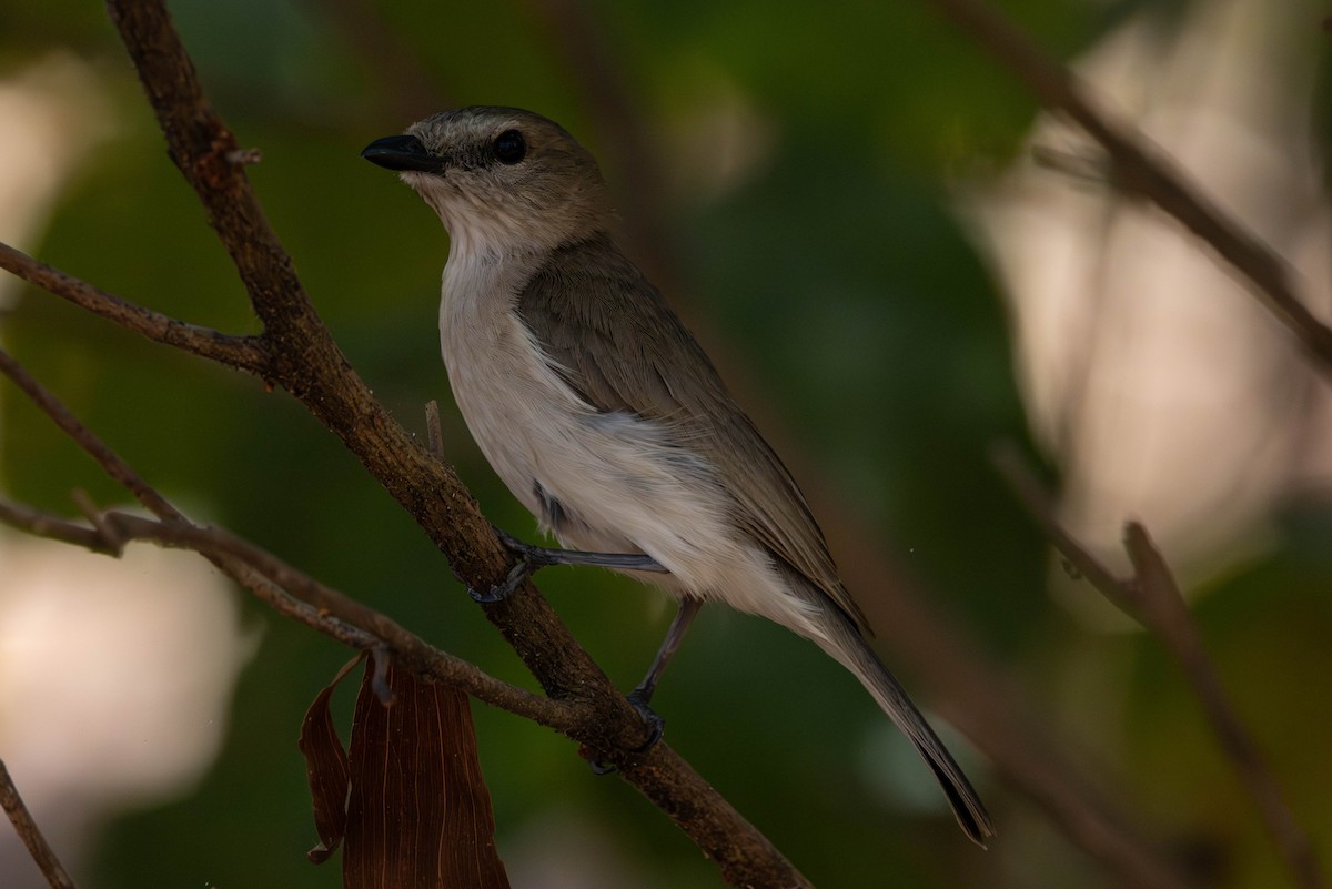 Gray Whistler - ML644982636