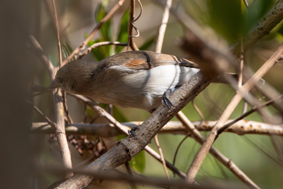 Gray Whistler - ML644982637