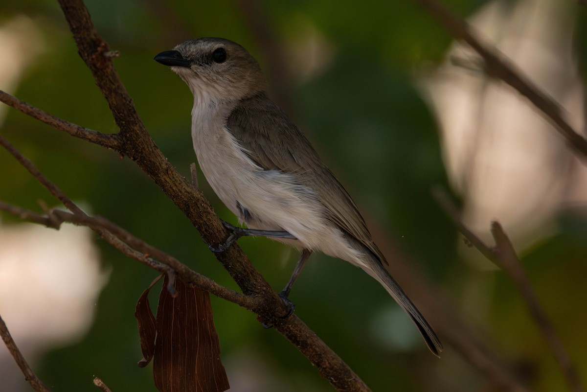 Gray Whistler - ML644982638