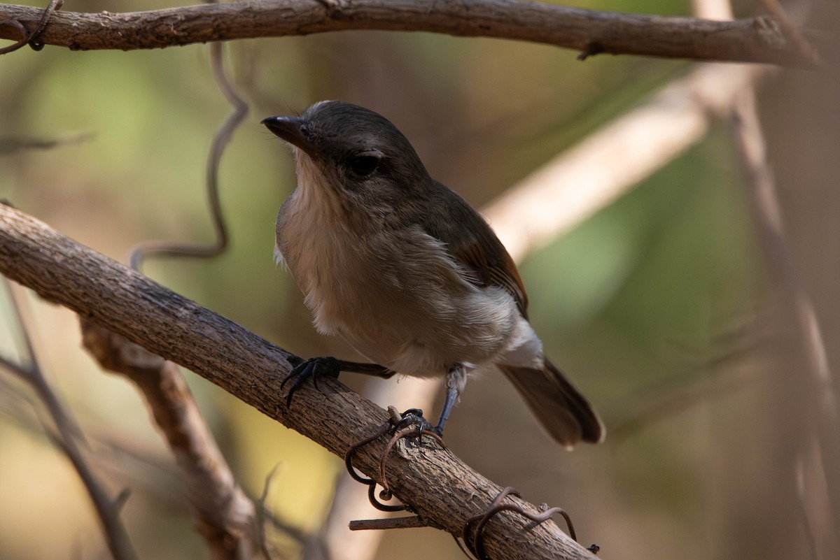 Gray Whistler - ML644982639