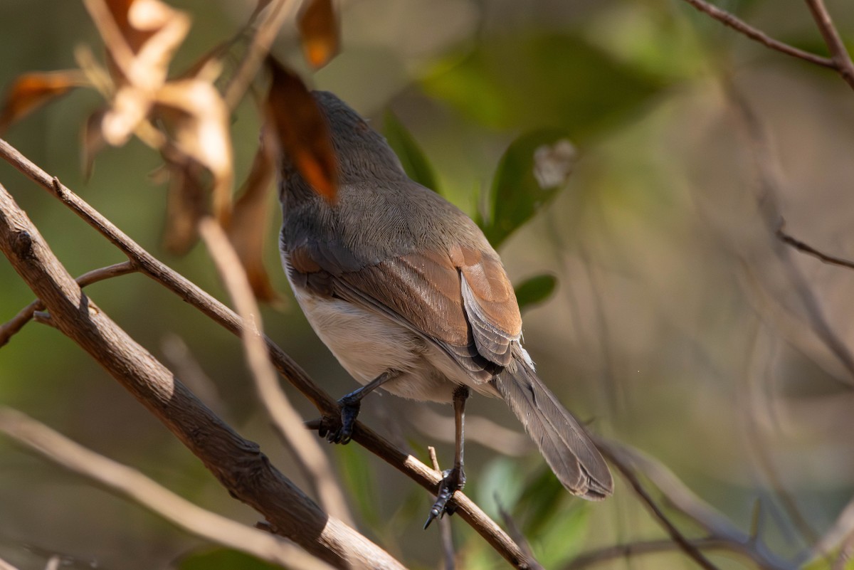 Gray Whistler - ML644982640
