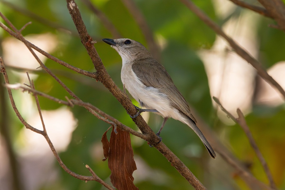 Gray Whistler - ML644982641