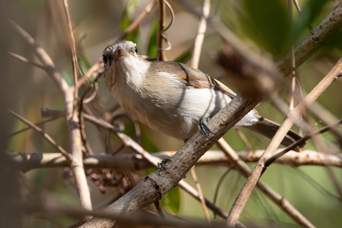 Gray Whistler - ML644982642