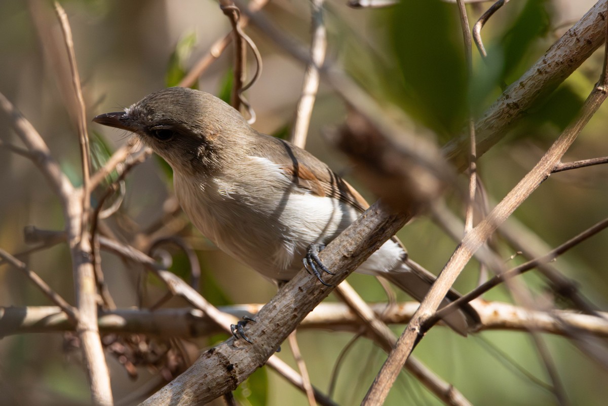 Gray Whistler - ML644982643