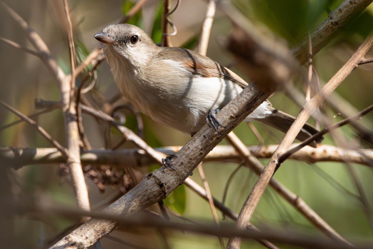 Gray Whistler - ML644982644