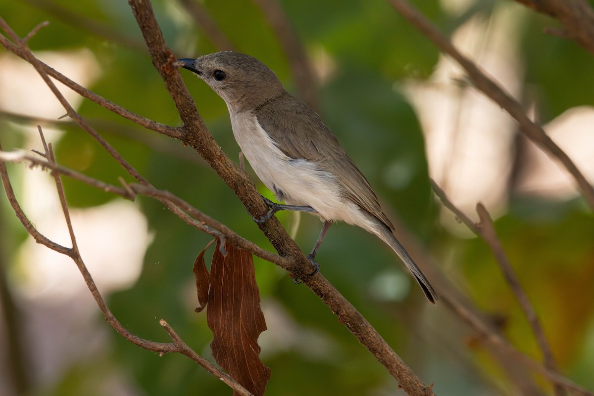 Gray Whistler - ML644982645