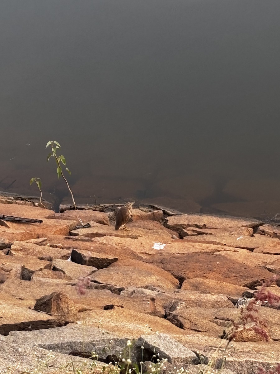 Hint Alaca Balıkçılı - ML644982666