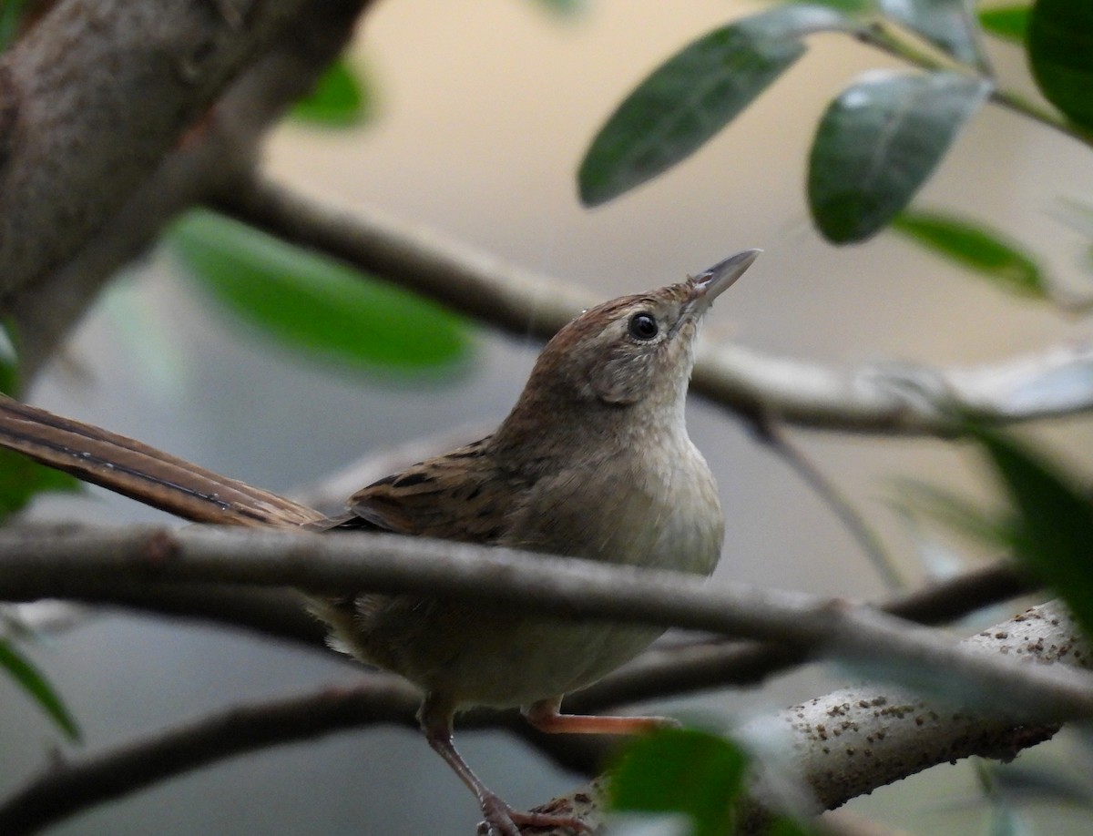 nymfesanger - ML644982711