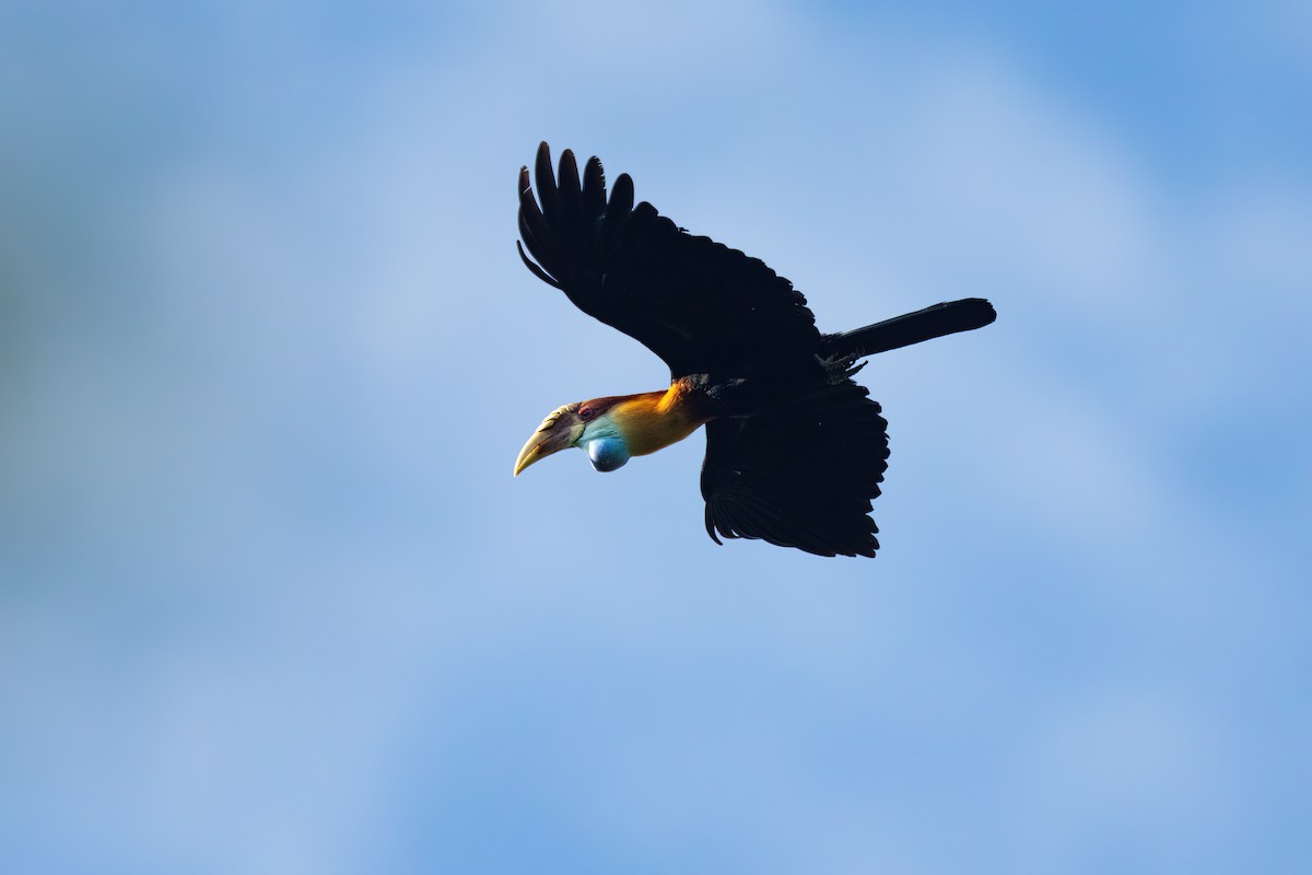 Sumba Hornbill - ML644982719