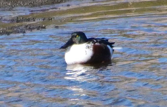 Northern Shoveler - ML644982748