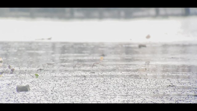 Dunlin - ML644982785