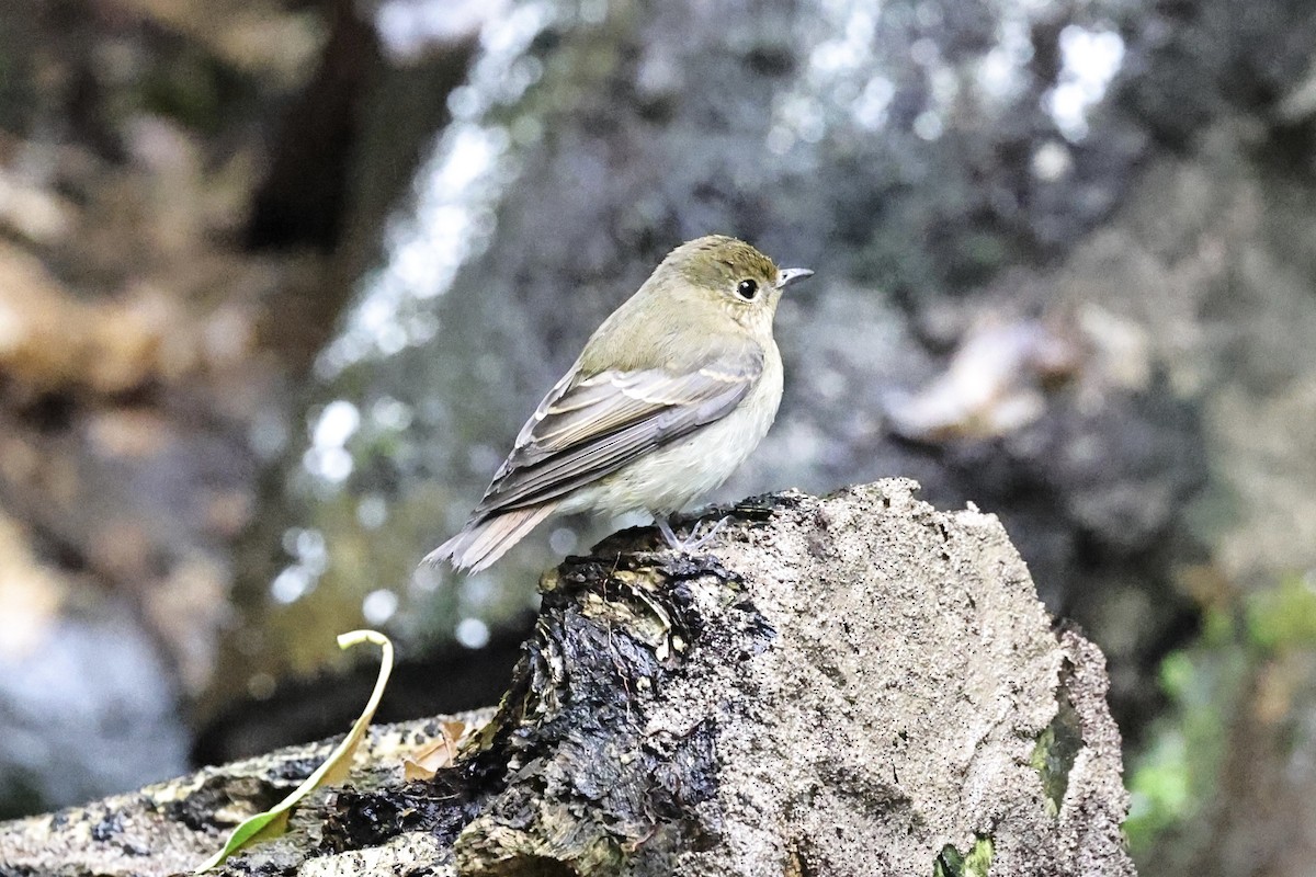 Narcissus Flycatcher - ML644982803