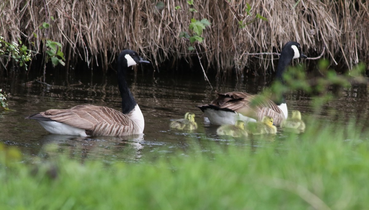 Barnacla Canadiense Grande - ML644982826