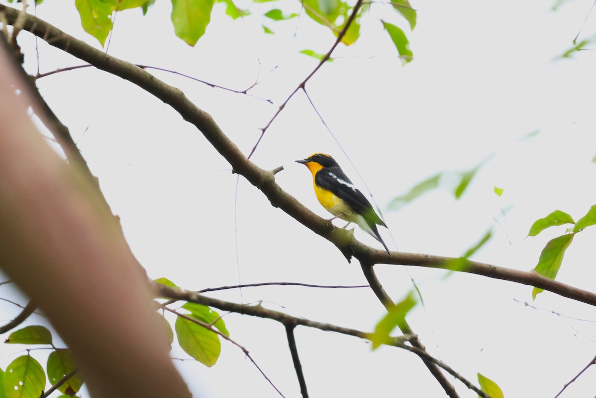 Narcissus Flycatcher - ML644982883