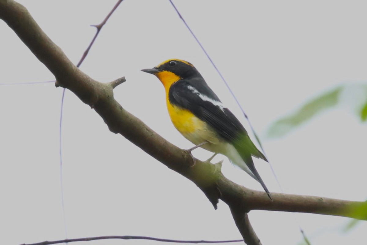Narcissus Flycatcher - ML644982884