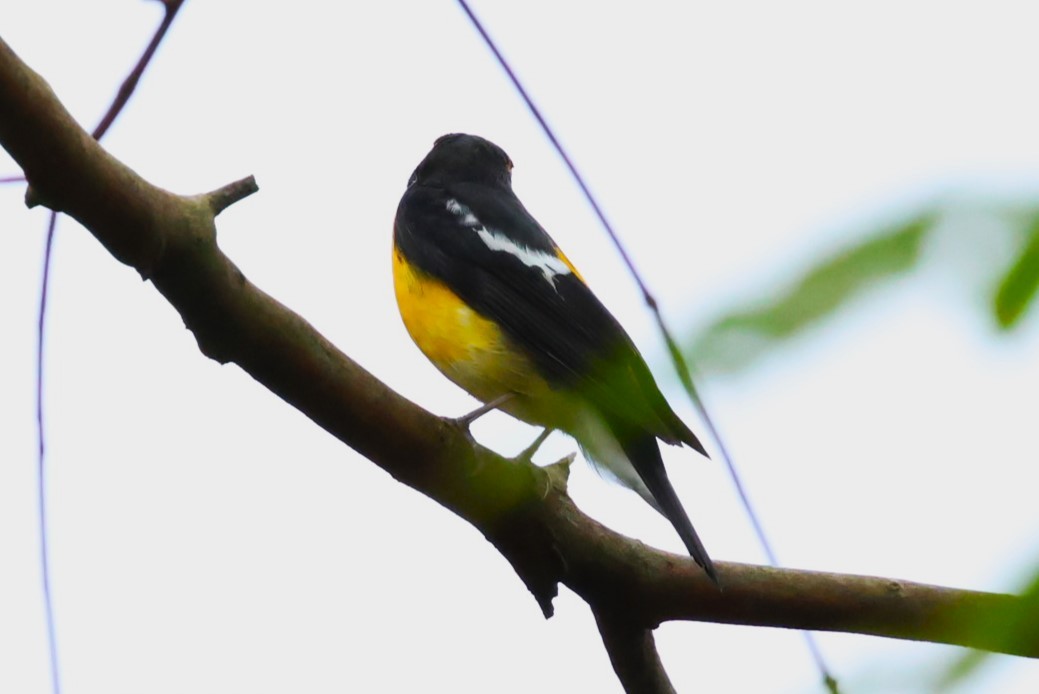 Narcissus Flycatcher - ML644982885