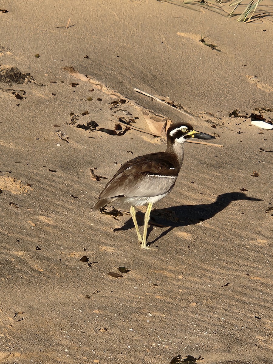 Beach Thick-knee - ML644982896