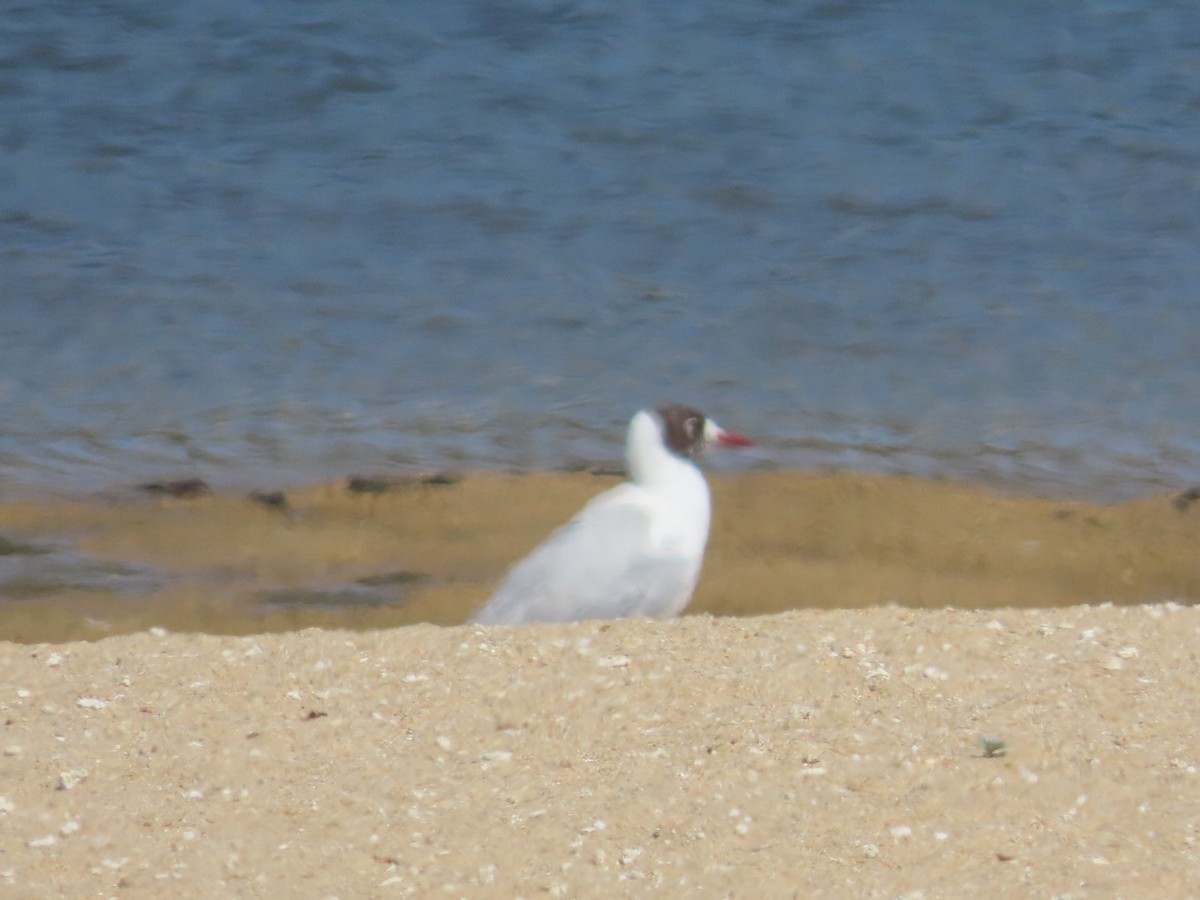 Franklin's Gull - ML644982912