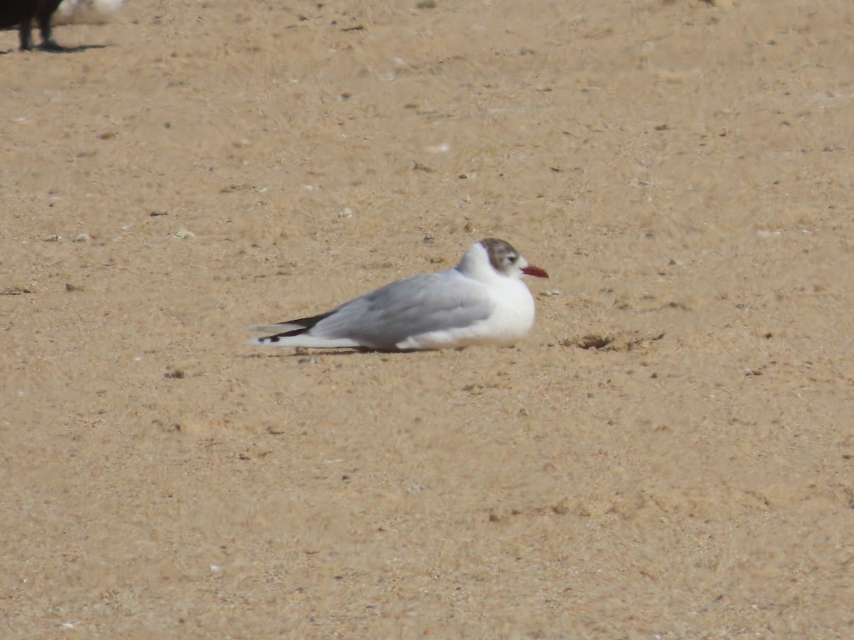 Franklin's Gull - ML644982921