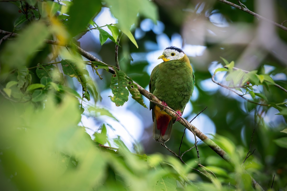 Black-naped Fruit-Dove - ML644982931