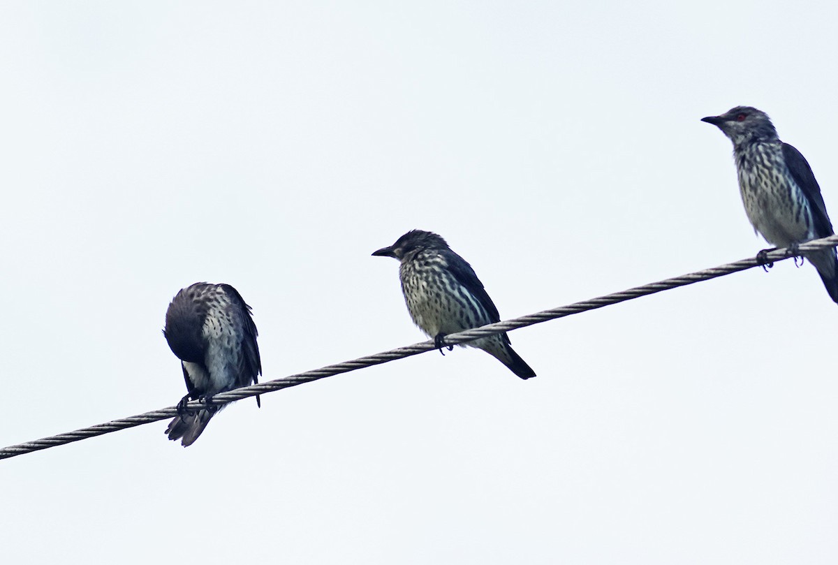 Stourne bronzé - ML644982933