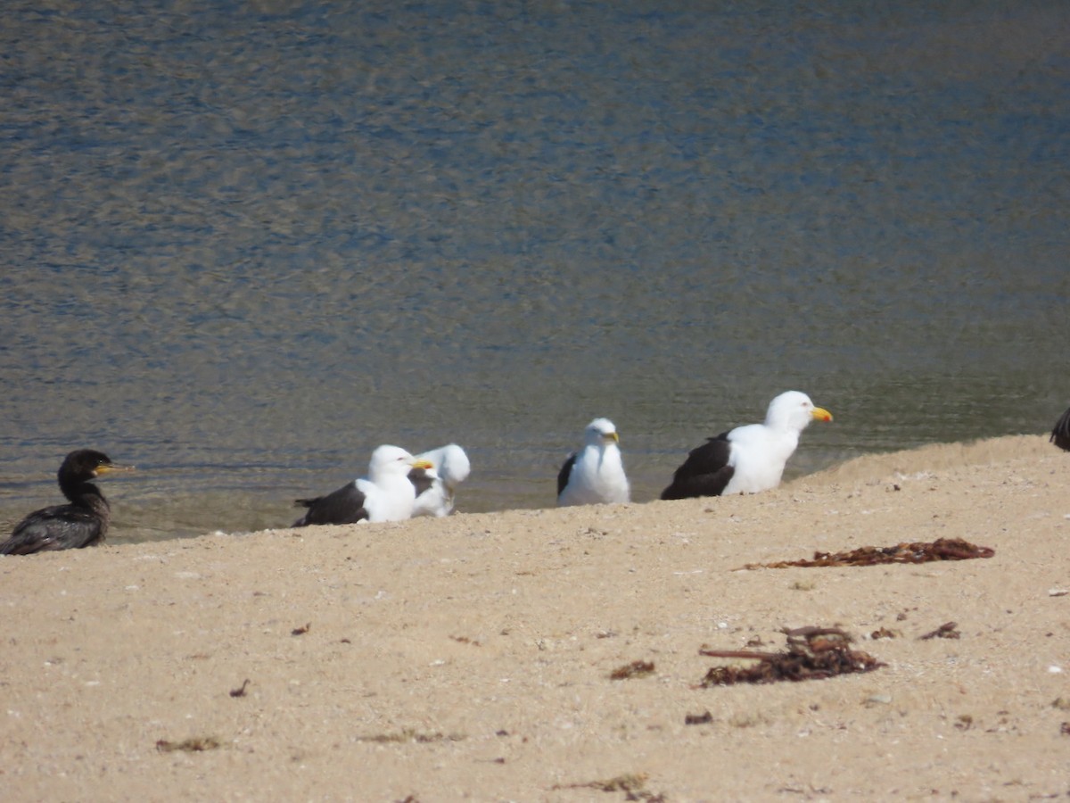 Kelp Gull - ML644982936